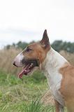 BULL TERRIER MINIATURE 037